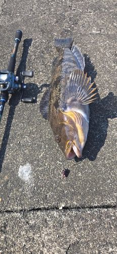 アイナメの釣果