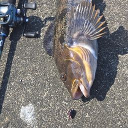 アイナメ