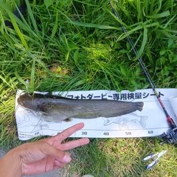 ナマズ