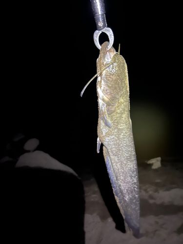 マナマズの釣果