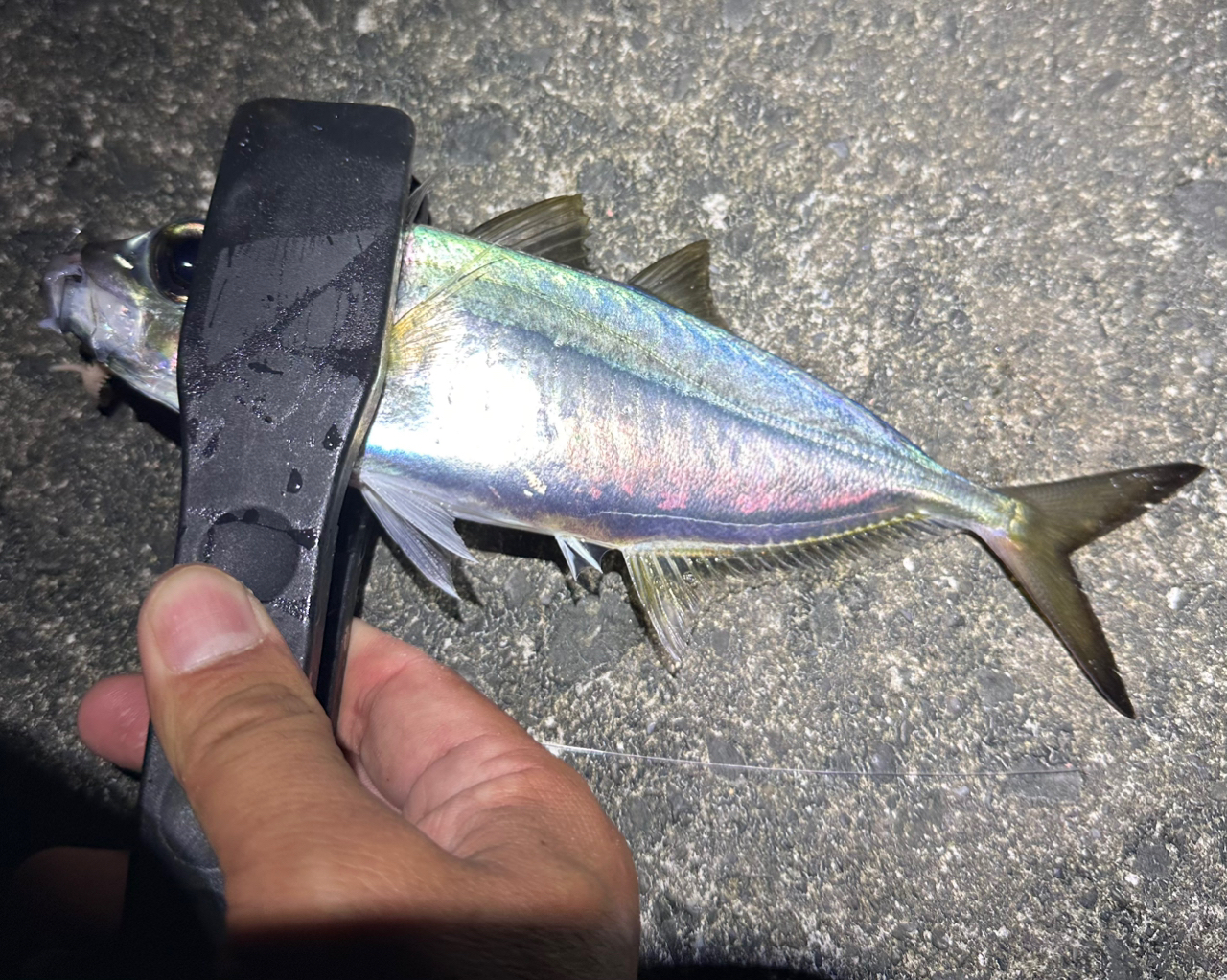 SHIMANO 22セフィア BB S83Mの最安値・インプレ・釣果 | 本音の