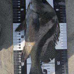 コショウダイ