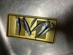 サバの釣果