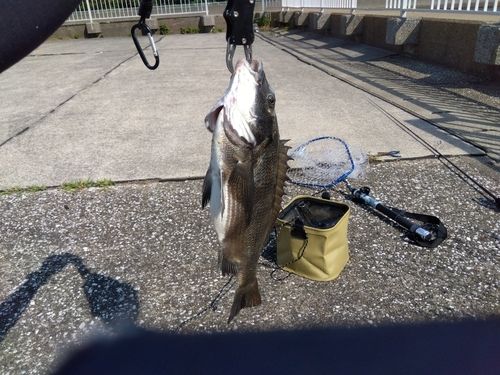 クロダイの釣果