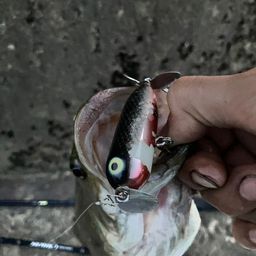 スモールマウスバス