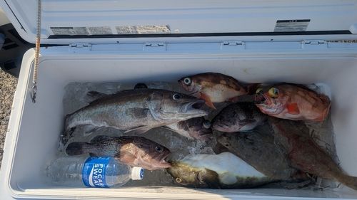 アラの釣果