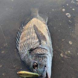 チヌ