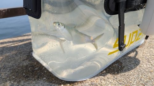 サッパの釣果