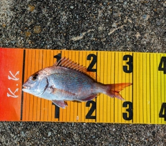 マダイの釣果
