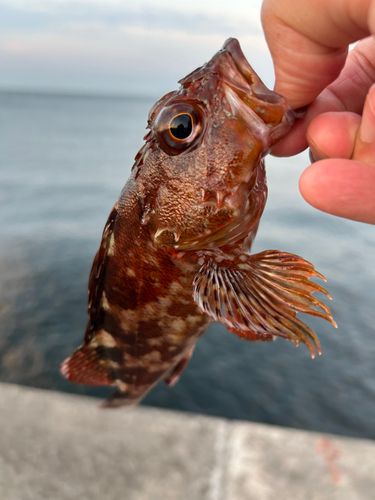 カサゴの釣果
