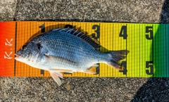 チヌの釣果