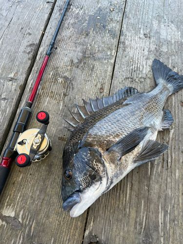 チヌの釣果