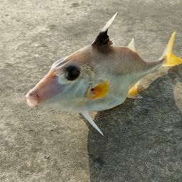 ギマ