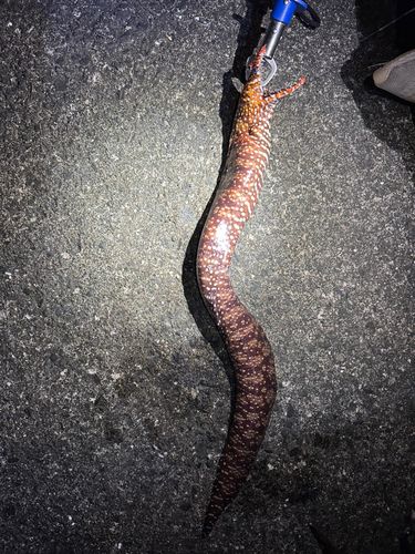トラウツボの釣果