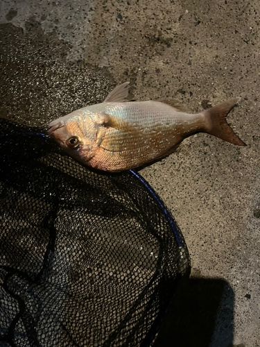 タイの釣果