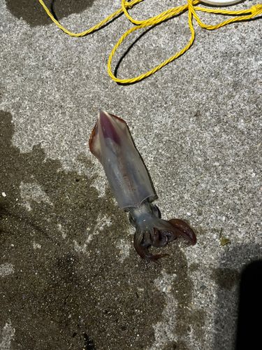 ササイカの釣果