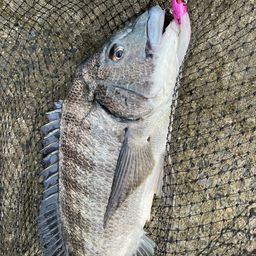 クロダイ