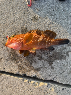 キジハタの釣果