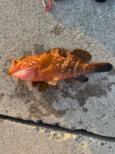 キジハタの釣果