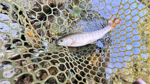 イワナの釣果