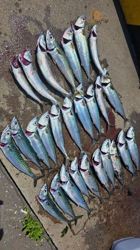 サバの釣果