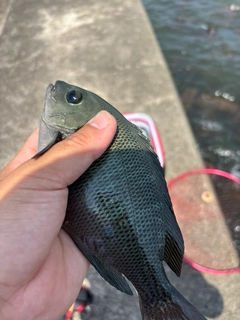 グレの釣果