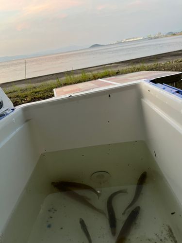 キスの釣果
