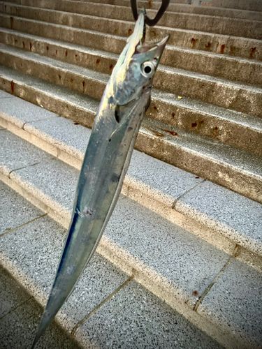 タチウオ