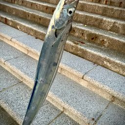 タチウオ