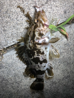 ベッコウゾイの釣果