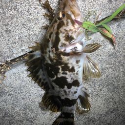 ベッコウゾイ
