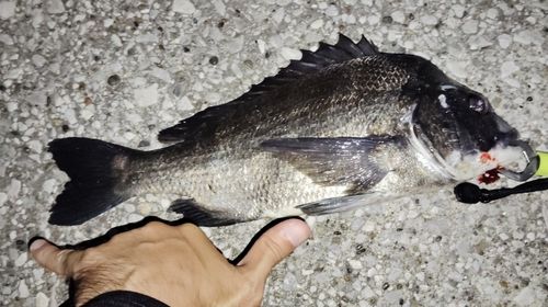 クロダイの釣果