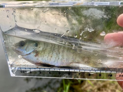 ブルーギルの釣果