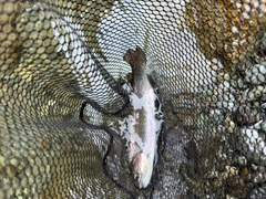 ニジマスの釣果