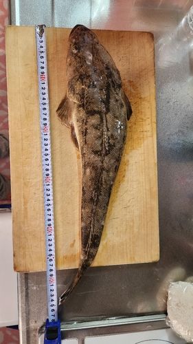 マゴチの釣果