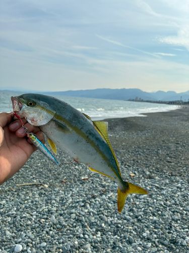 ワカシの釣果