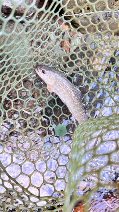 イワナの釣果