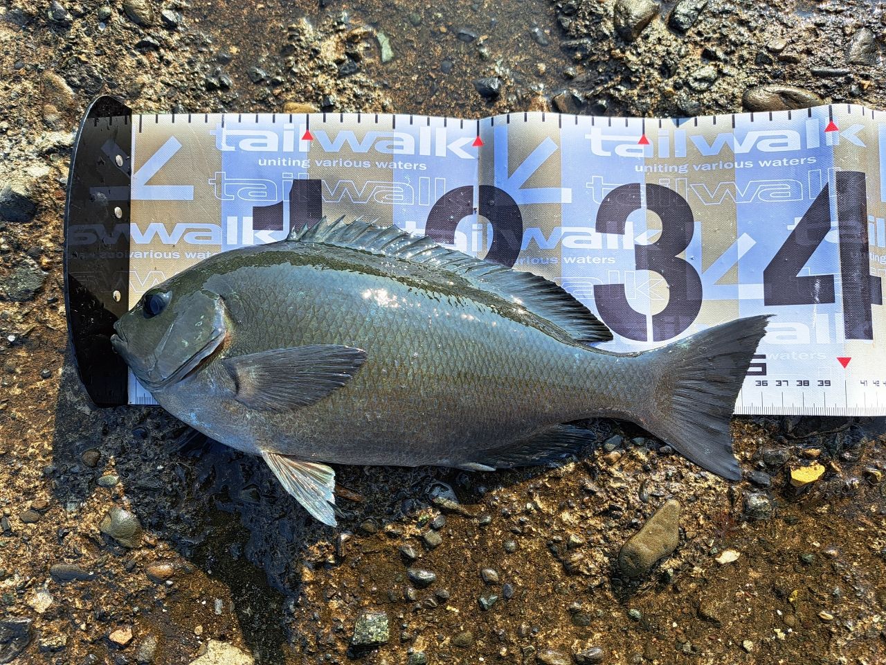 ダイワ 20銀狼王牙AGS 08-50 DAIWA 20銀狼王牙 AGS 08号-50・Rの最安値・インプレ・釣果