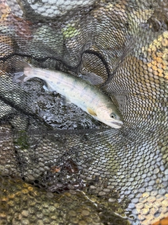 ヤマメの釣果