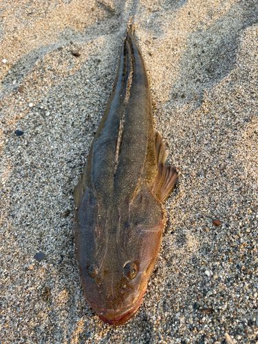 マゴチの釣果