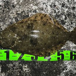 ヒラメ
