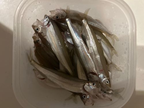 チカの釣果