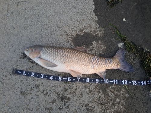 ソウギョの釣果
