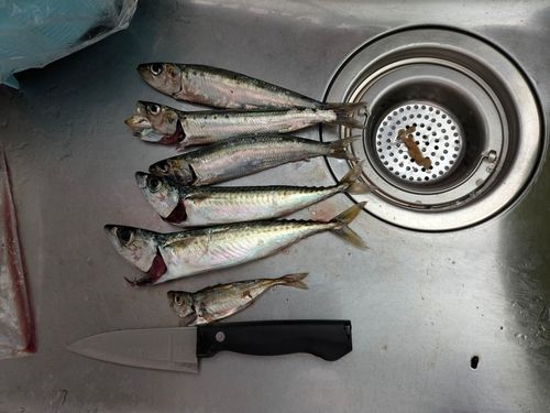 マイワシの釣果