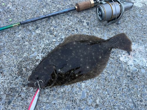 ソゲの釣果