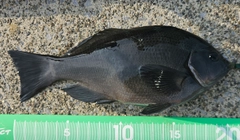 メジナの釣果