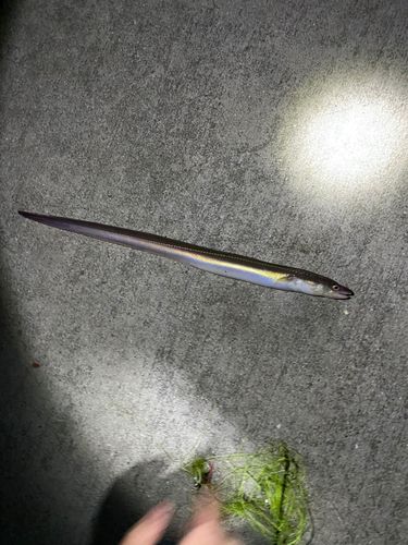 アナゴの釣果