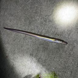 アナゴ