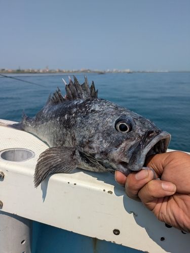 アブラコの釣果
