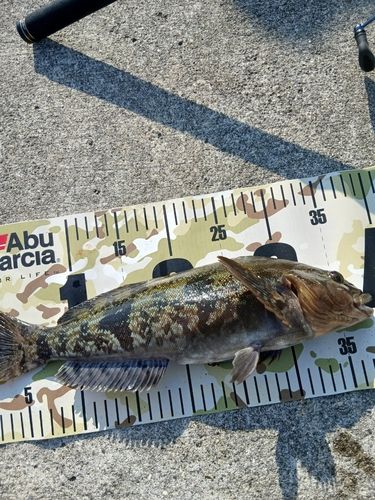 アイナメの釣果